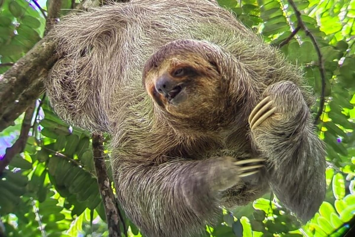 Beautiful 3-clawed sloth sunbathing